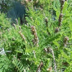 Dwarf Leadplant (Amorpha) 6 Dwarf Leadplant (Amorpha) -High Country Gardens Store amorpha nana denver botanic