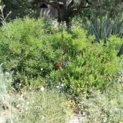Dwarf Leadplant (Amorpha) 7 Dwarf Leadplant (Amorpha) -High Country Gardens Store amorpha nana denver botanic fullplant