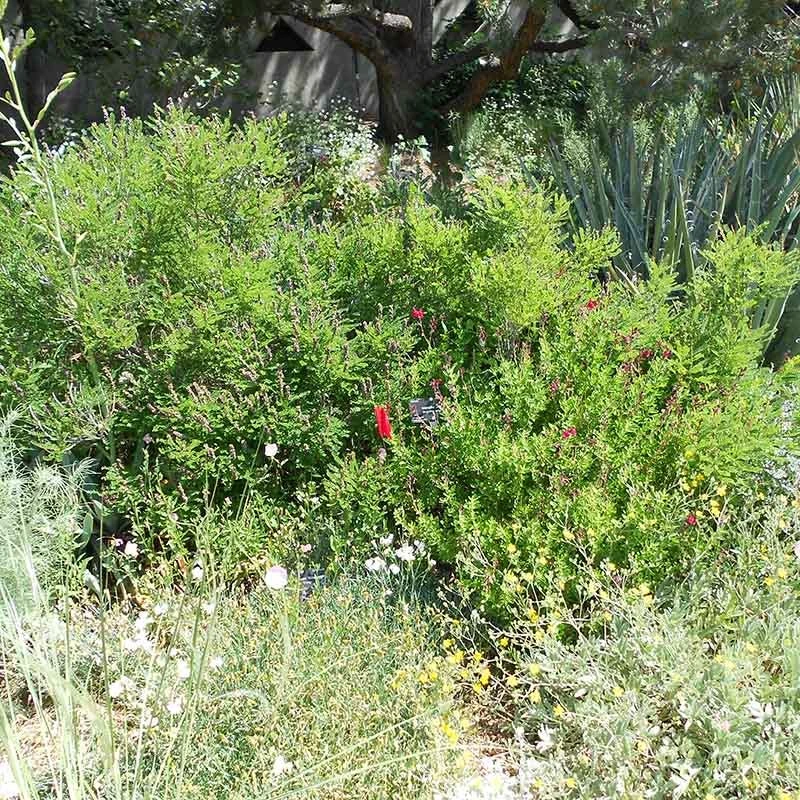 Dwarf Leadplant (Amorpha) 4 Dwarf Leadplant (Amorpha) - Image 4