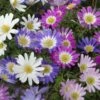 Anemone Blanda Mix -High Country Gardens Store anemone blanda grecian windflower blanda mix 1