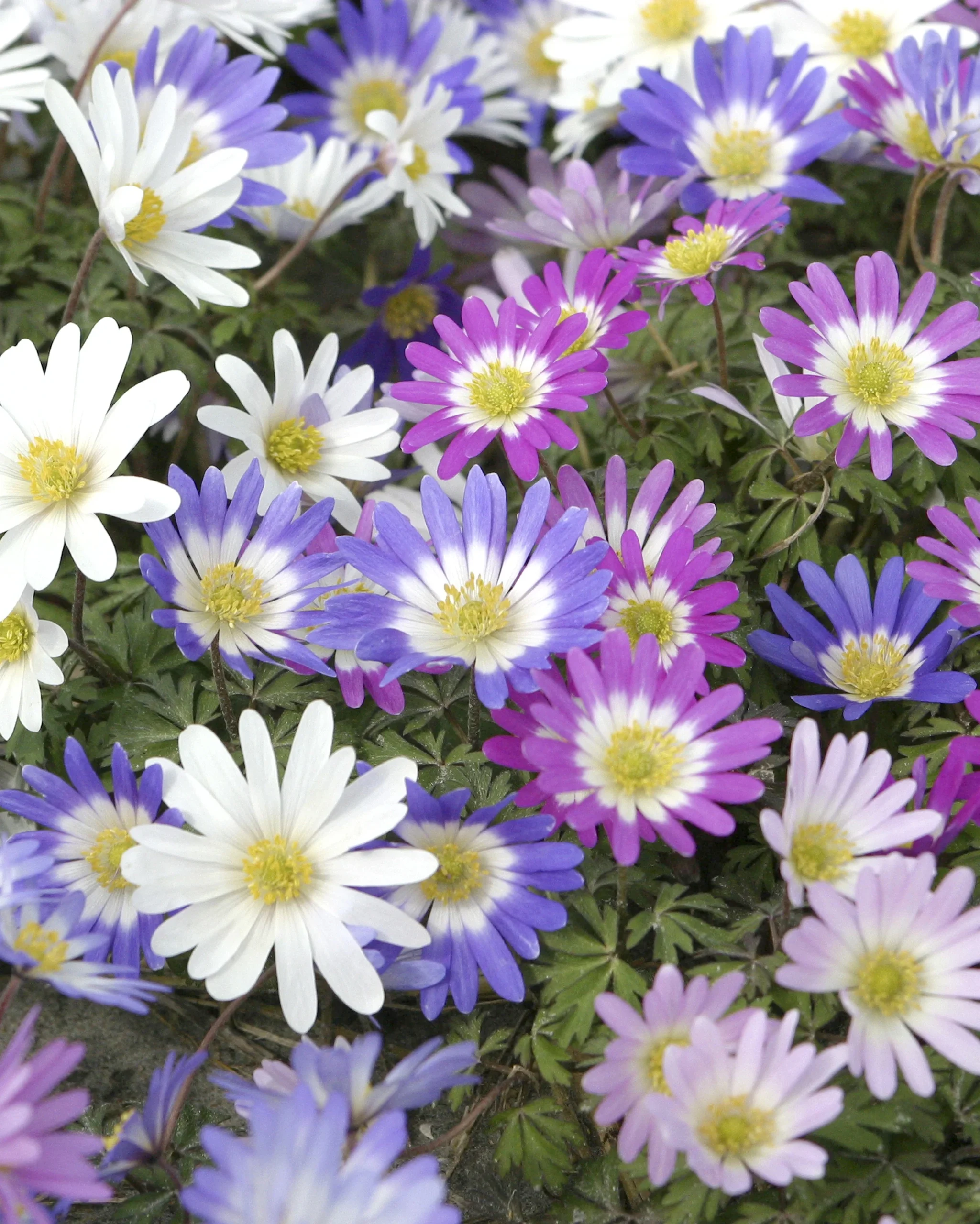 High Country Gardens Store -High Country Gardens Store anemone blanda mixed colours 00 scaled