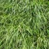 Annual Rye Grass Seeds -High Country Gardens Store annual rye grass