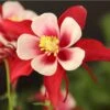 Red Hobbit Columbine 5 Red Hobbit Columbine -High Country Gardens Store aquilegia caerulea red hobbit 1 2