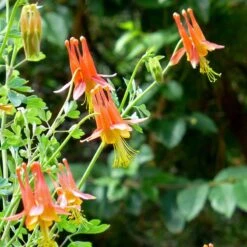 Arizona Columbine -High Country Gardens Store aquilegia desertorum close up