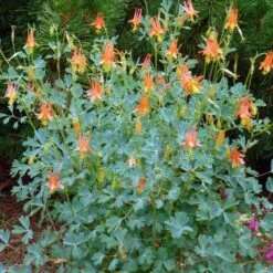 Arizona Columbine -High Country Gardens Store aquilegia desertorum in flwr 1