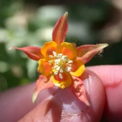 Arizona Columbine -High Country Gardens Store aquilegia desertorum sf nm nursery