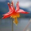 Arizona Columbine -High Country Gardens Store aquilegia desertorum 1 1