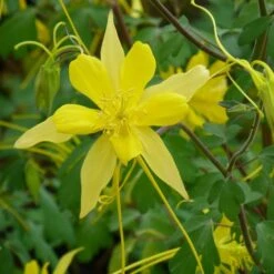 Swallowtail® Columbine -High Country Gardens Store aquilegia swallowtail 2 20822 1
