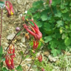 Little Lanterns Columbine -High Country Gardens Store aquilegia little lanterns cropped 5 1