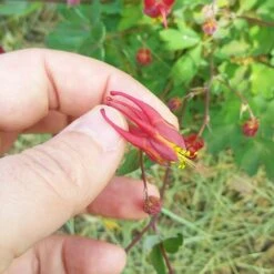 Little Lanterns Columbine -High Country Gardens Store aquilegia little lanterns cropped close up 1 1