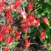 Little Lanterns Columbine -High Country Gardens Store aquilegia little lanterns jf 2