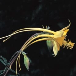 Swallowtail® Columbine -High Country Gardens Store aquilegia species swallowtail 20822 2 web 1