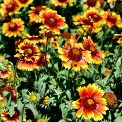 Arizona Sun Gaillardia -High Country Gardens Store arizona sun adobe stock