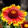 Arizona Sun Gaillardia -High Country Gardens Store arizona sun gaillardia 1 2