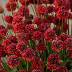 Ballerina Red Armeria -High Country Gardens Store armeria ballerina red cropped