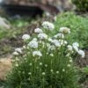 Morning Star White Armeria 11 Morning Star White Armeria -High Country Gardens Store armeria maritima morning star white garden