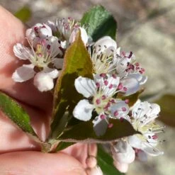 Viking Black Chokeberry (Aronia) -High Country Gardens Store aronia melanocarpa 1