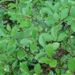 Viking Black Chokeberry (Aronia) -High Country Gardens Store aronia melanocarpa 3