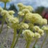Arrowleaf Buckwheat -High Country Gardens Store arrowleaf buckwheat eriogonum compositum flowers
