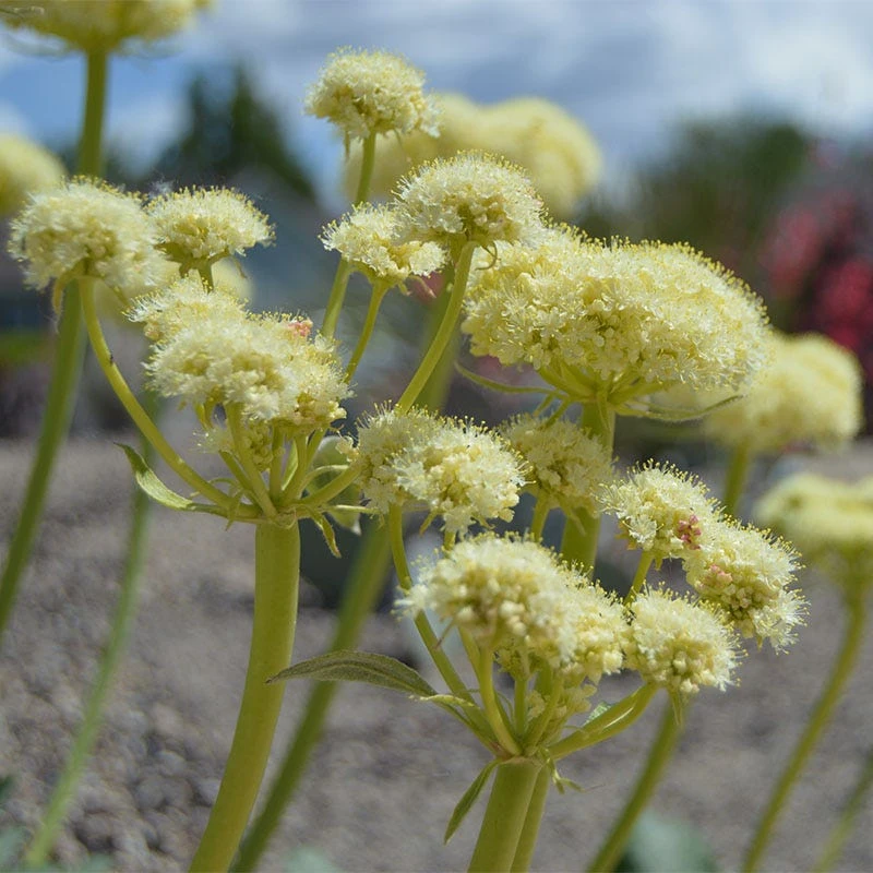 Arrowleaf Buckwheat 1 Arrowleaf Buckwheat