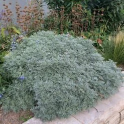 Powis Castle Artemisia -High Country Gardens Store artemisia powis castle whole plant denver botanic