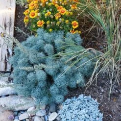 Seafoam Artemisia -High Country Gardens Store artemisia seafom nm