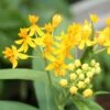Hello Yellow Butterfly Weed -High Country Gardens Store asclepias hello yellow milkweed