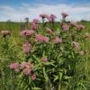Rose Swamp Milkweed -High Country Gardens Store asclepias incarnata 1