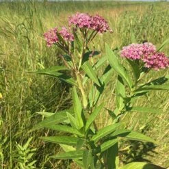 Rose Swamp Milkweed -High Country Gardens Store asclepias incarnata 3