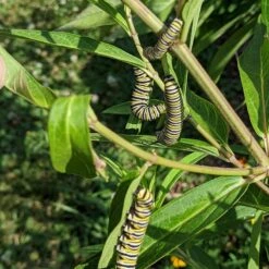 Rose Swamp Milkweed -High Country Gardens Store asclepias incarnata 4