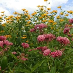 Rose Swamp Milkweed -High Country Gardens Store asclepias incarnata 5