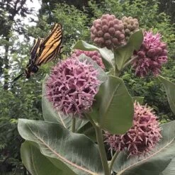 Showy Pink Milkweed -High Country Gardens Store asclepias speciosa 2 cust photo