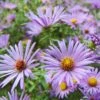 Raydon's Favorite Aromatic Aster -High Country Gardens Store ast oblo raydonsfavorite northcreek nurseries cropped