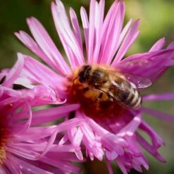 Honeysong Pink New England Aster -High Country Gardens Store aster honeysong pink bee