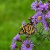 Superstar Aster Collection -High Country Gardens Store aster monarch butterfly cropped