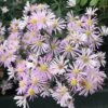 Dream Of Beauty Aromatic Aster -High Country Gardens Store aster oblongifolius dream of beauty close up cropped