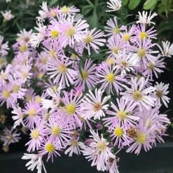 Superstar Aster Collection -High Country Gardens Store aster oblongifolius dream of beauty close up cropped 1