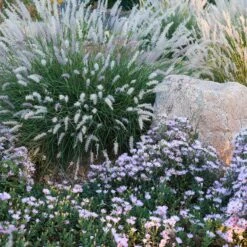 Dream Of Beauty Aromatic Aster -High Country Gardens Store aster oblongifolius dream of beauty garden2