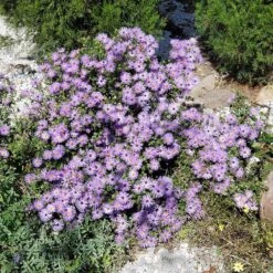 High Country Gardens Store 13 High Country Gardens Store -High Country Gardens Store aster oblongifolius raydons favorite pr