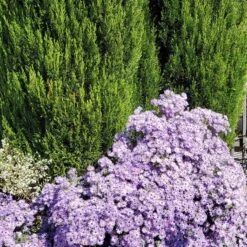 Raydon's Favorite Aromatic Aster -High Country Gardens Store aster oblongifolius raydons favorite pr2