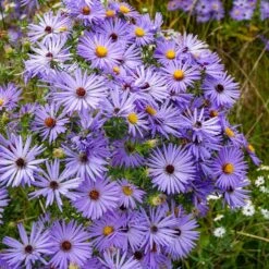 Raydon's Favorite Aromatic Aster -High Country Gardens Store aster oblongifolius raydons favorite 1