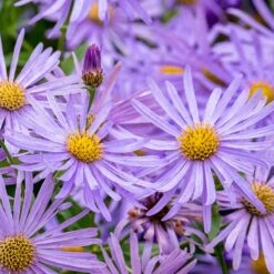 Monch Frikart's Aster -High Country Gardens Store aster x frikartii m nch flower close up