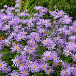 Monch Frikart's Aster -High Country Gardens Store aster x frikartii m nch flowers garden