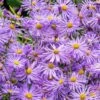 Monch Frikart's Aster -High Country Gardens Store aster x frikartii m nch garden