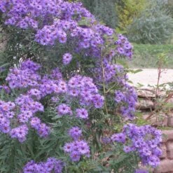 Professor Kippenberg New York Aster -High Country Gardens Store aster novi belgii professor kippenberg web