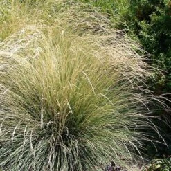 Atlas Fescue Grass -High Country Gardens Store atlas fescue 3