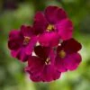 Axcent™ Burgundy Aubrieta -High Country Gardens Store aubrieta axcent burgundy 1