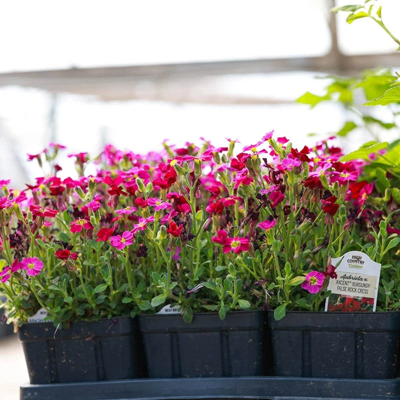 Axcent™ Burgundy Aubrieta 2 Axcent™ Burgundy Aubrieta - Image 2