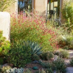 Furman's Red Texas Salvia -High Country Gardens Store ava salman nm 6999.sq