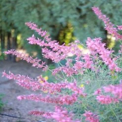 August Afternoons Pre-Planned Garden -High Country Gardens Store ava agastache sq